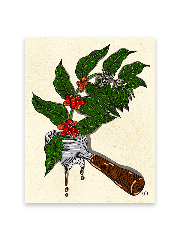 Coffee Plant Print: 11 x 14