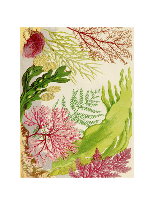 John Derian Wrapping Paper Book II