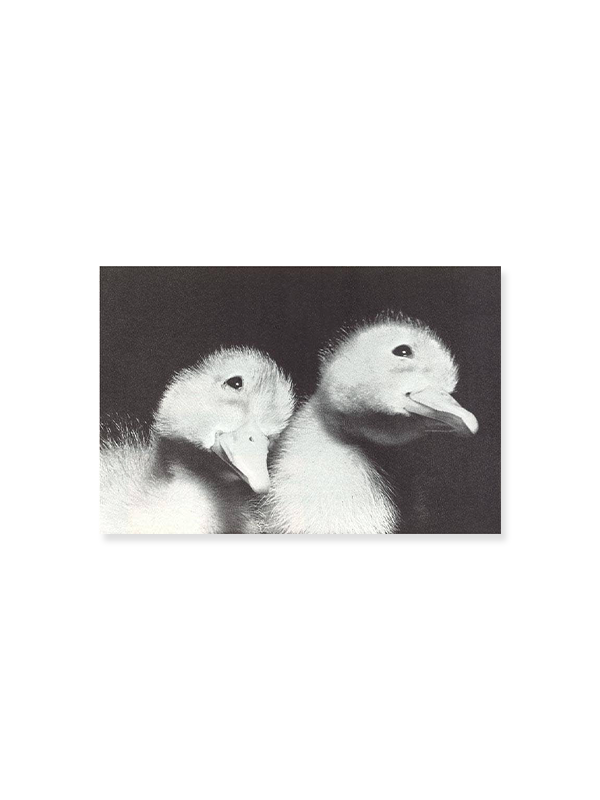 Magnet: Baby Ducklings