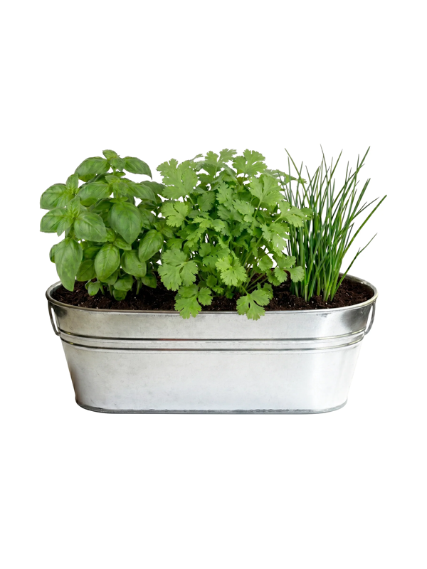 Kitchen Herbs Grow Kit