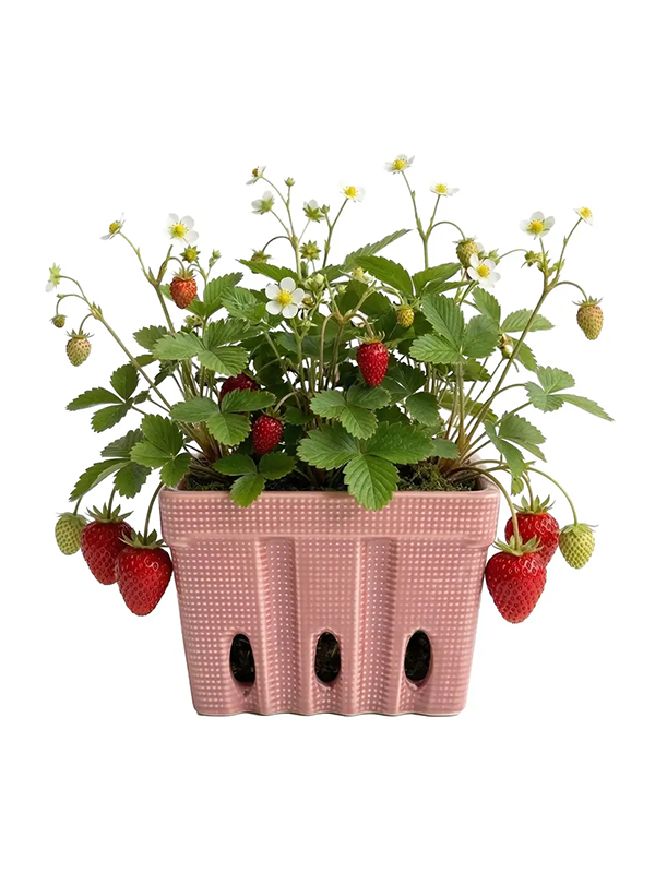 Strawberry Ceramic Grow Kit