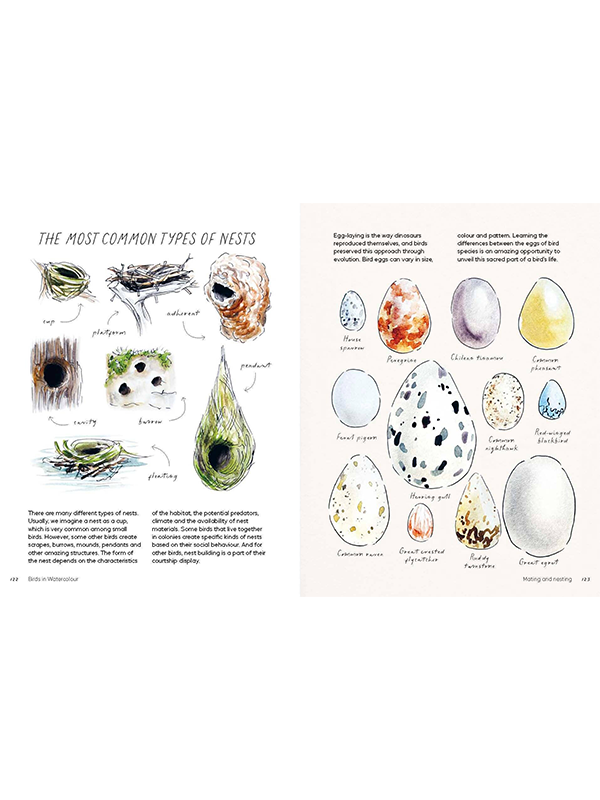 Birds in Watercolour: A Beginner's Guide to Drawing and Painting Birds