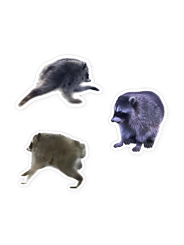 Jimothy Raccoon Stickers: Pack of 3