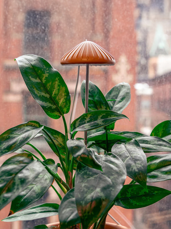 Mushroom Grow Light