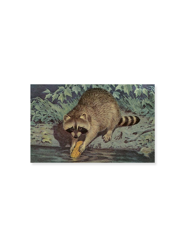 Magnet: Raccoon Washing Corn