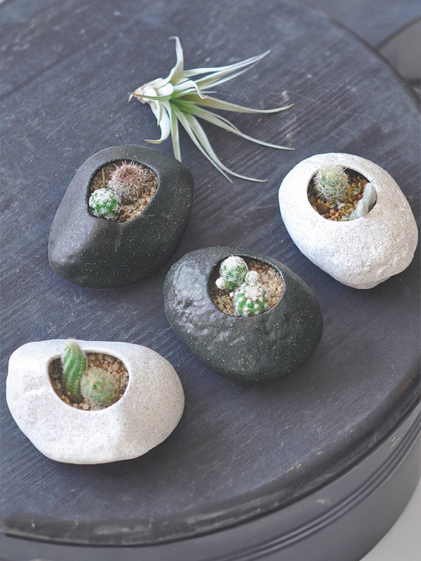 Plants Rock: Cactus Grow Kit (Assorted)